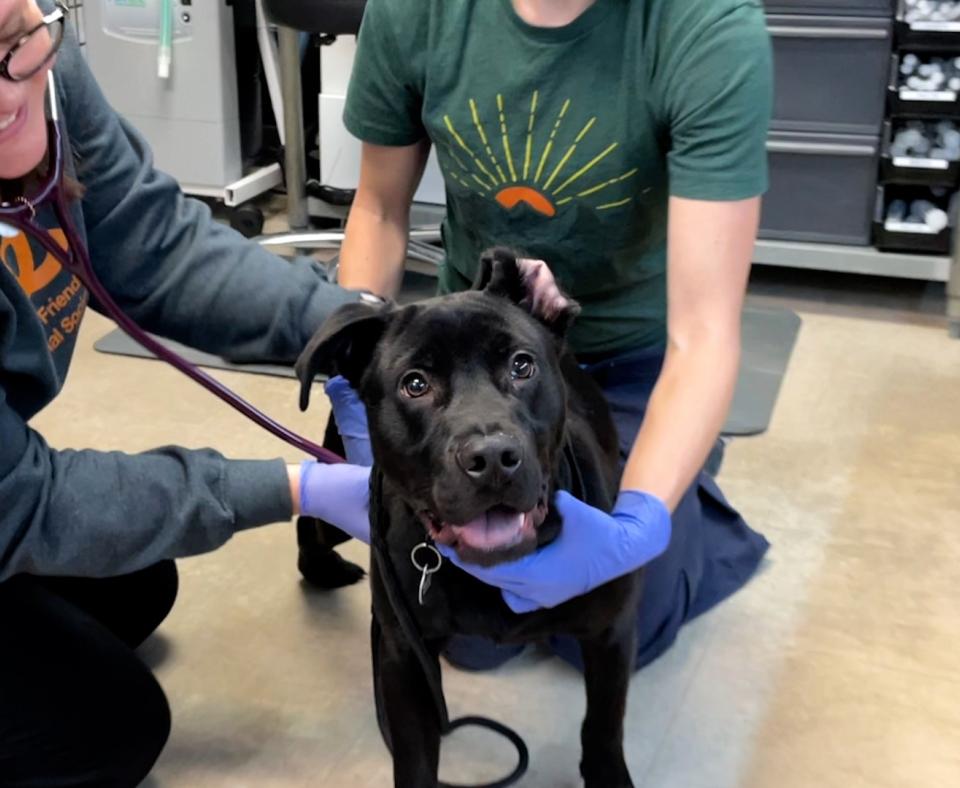 Two people holding Boone the dog as part of a veterinary exam